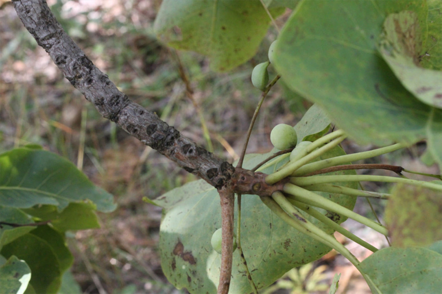 The Benefits of Kakadu Plum