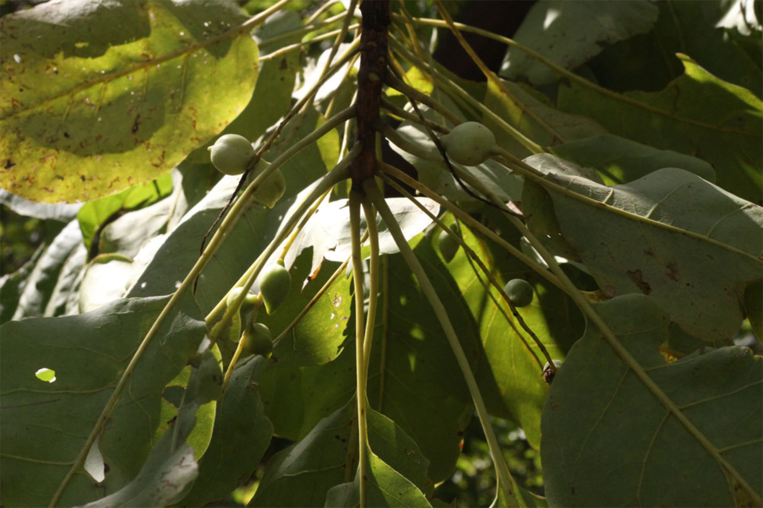 What is Kakadu Plum?